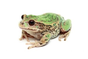 Gastrotheca riobambae